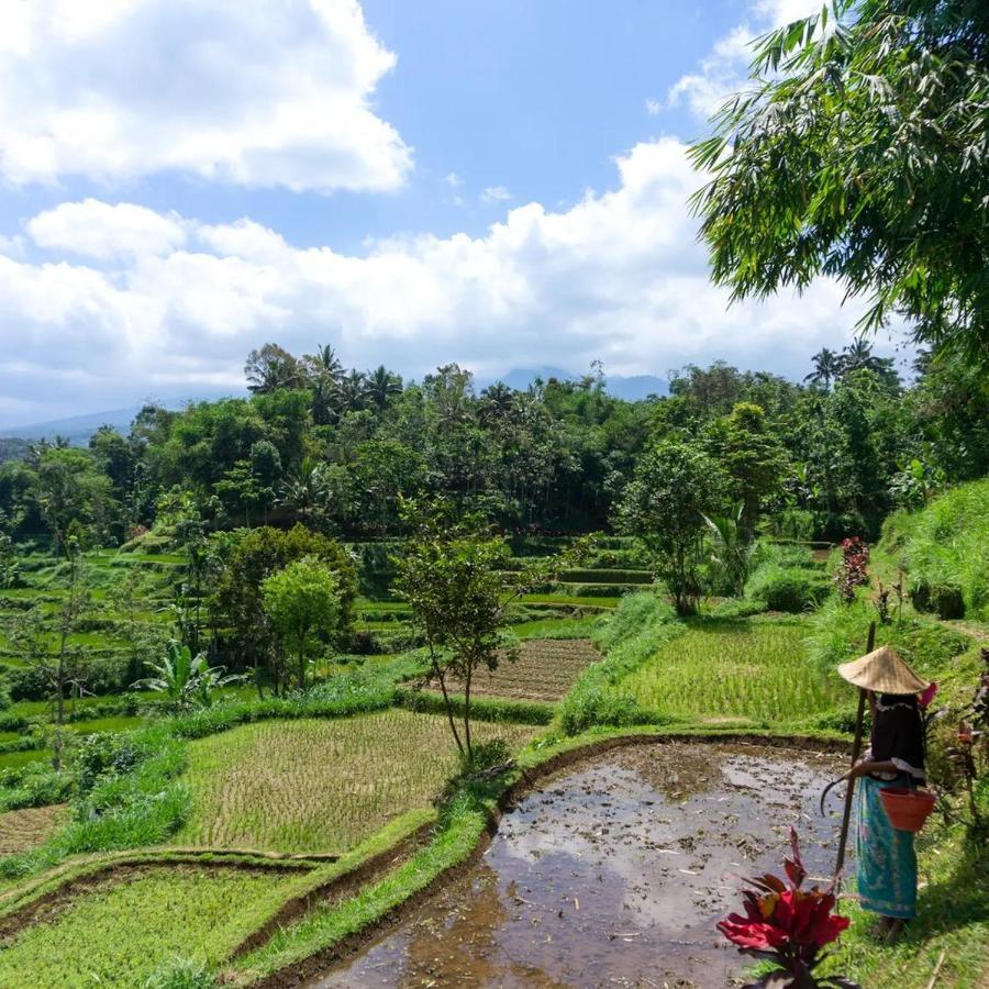 Tetebatu Mountain View Homestay Экстерьер фото